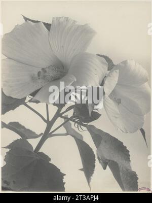 201. Hibiscus moscheutos, mauve rose des marais Banque D'Images