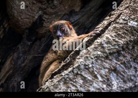 Un lémur Nosy Be Sportive (Lepilemur tymerlachsoni) assis sur une branche dans un arbre regardant vers le bas à Madagascar Banque D'Images