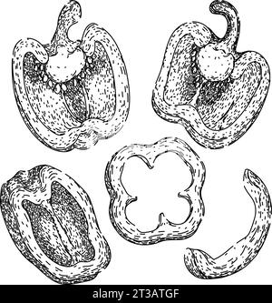 vecteur dessiné à la main pour esquisser un ensemble d'épices au poivre Illustration de Vecteur