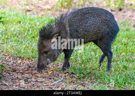 Peccary à col (Dicotyles tajacu) de la péninsule d'Osa, Costa Rica. Banque D'Images