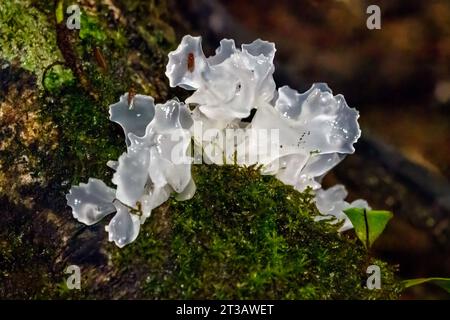 Champignon des neiges (Tremella fuciformis) de Las Arrieras, Costa Rica. Banque D'Images