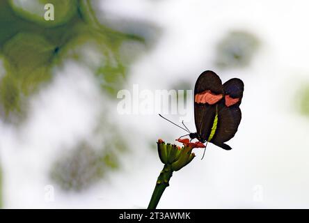 Facteur rouge (Heliconius erato) de Las Arrieras, Costa Rica. Banque D'Images