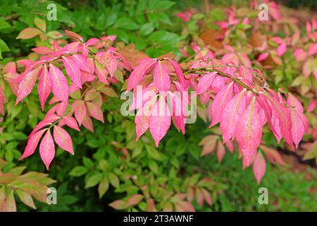Feuilles roses de l'arbre à fuseau Euonymus alatus, également connu sous le nom de buisson brûlant, ou fuseau ailé, pendant l'automne. Banque D'Images