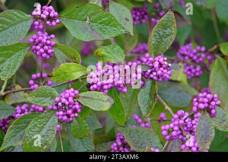 Les baies violettes vives du buisson de baies de beauté Callicarpa 'profusion'. Banque D'Images