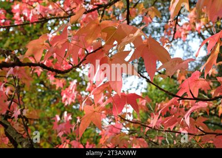 Les feuilles rouges et oranges du Liquidambar styraciflua 'Lane RobertsÕ, également connu sous le nom de Sweetgum, ambre liquide, ou ambre américain, pendant l'automne. Banque D'Images