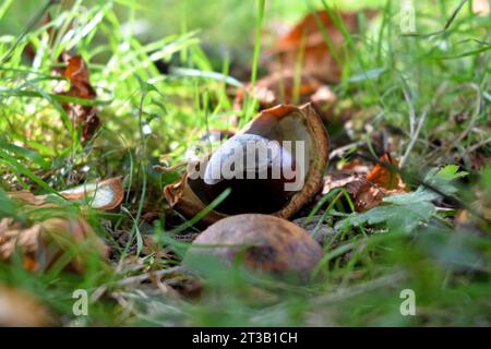 Diverses châtaignes éparpillées sur un lit d'herbe verte luxuriante, avec des feuilles éparpillées en arrière-plan Banque D'Images