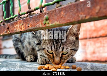 Chat errant dans le quartier de Garbatella, Rome, Italie Banque D'Images