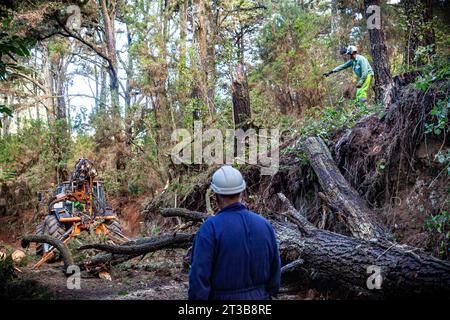 BRIFOR (Brigades de renfort dans les feux de forêt), palliant les conséquences de l'été 2023 feu de forêt est apparu dans l'île de Tenerife. Banque D'Images