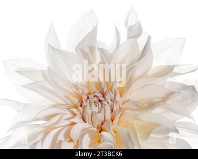 Dahlia Cafe au lait gros plan. Fond blanc Banque D'Images