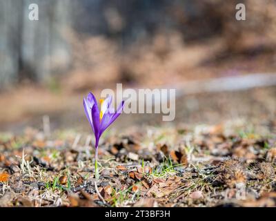 Gros plan avec une fleur violette Crocus heuffelianus ou Crocus vernus (crocus printanier, crocus géant) fleurissant dans la forêt. Banque D'Images
