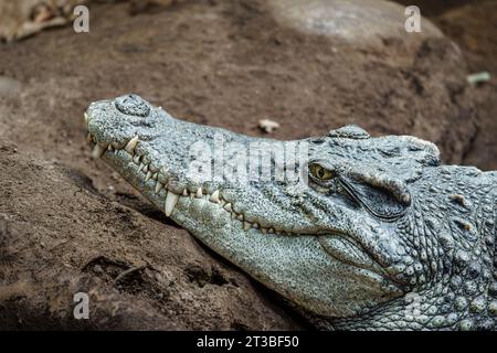 Crocodile gros plan : un aperçu du prédateur féroce de la nature Banque D'Images