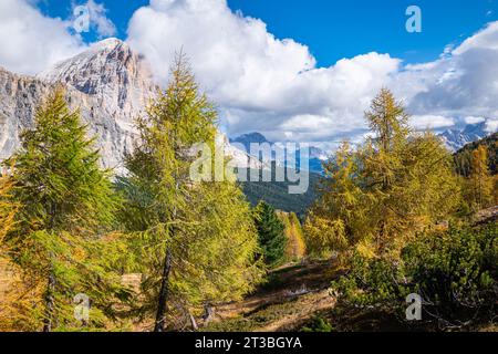 Paysage avec des mélèzes dorés dans le parc naturel des Dolomites d'Ampezzo, Italie. Banque D'Images