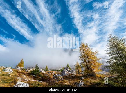 Belle capture de nuages au-dessus des montagnes Dolomites avec des mélèzes colorés au premier plan sur une journée ensoleillée en automne. Banque D'Images