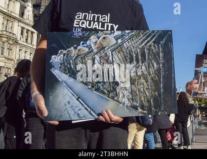 Londres, Royaume-Uni. 24 octobre 2023. Des militants de l'organisation de défense des droits des animaux Animal Equality ont organisé une manifestation et une sensibilisation sur la place du Parlement contre le foie gras, alors que les ministres du gouvernement débattaient de l'importation et de la vente du produit alimentaire fabriqué à partir du foie d'un canard ou d'une oie. Le processus de fabrication du foie gras implique l'alimentation forcée des oiseaux et est interdit au Royaume-Uni, bien que les importations soient toujours autorisées. Crédit : Vuk Valcic/Alamy Live News Banque D'Images