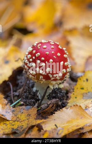 Agaric mouche / amanita mouche (Amanita muscaria) stade précoce du champignon émergeant parmi les feuilles d'automne tombées sur le sol de la forêt montrant des taches de voile blanc Banque D'Images