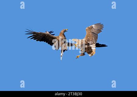 Deux aigles à queue blanche adultes / aigles de mer eurasiens / ernes (Haliaeeeetus albicilla) combattant en vol dans les airs contre le ciel bleu en été Banque D'Images