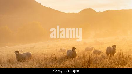 Melrose, Royaume-Uni. 23 octobre 2023. Météo, Melrose, Scottish Borders, Écosse Un matin d'automne froid et ensoleillé au-dessus de Melrose dans les Scottish Borders, alors que les moutons paissent sur l'herbe dans un lever de soleil brumeux. Le troupeau paisse dans les champs au-dessous des collines d'Eildon près de Melrose dans les Scottish Borders. Crédit photo : phil wilkinson/Alamy Live News Banque D'Images