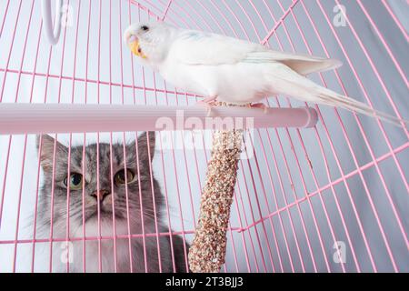 Le chat regarde slyly le perroquet blanc ondulé dans une cage rose. Amitié et chasse. Banque D'Images