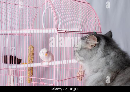 Un chat et un perroquet blanc ondulé échangent des regards. Amitié et chasse. Banque D'Images