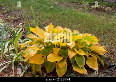 Buisson hôte ornemental poussant dans le jardin. Feuilles jaunes de l'hôte à l'automne. Aménagement paysager. Banque D'Images