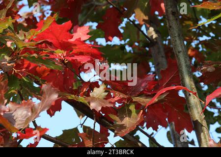 Gros plan de feuilles rouges et vertes brillantes sur un chêne changeant de couleur à l'automne à Richard Bong State Recreation Area Banque D'Images