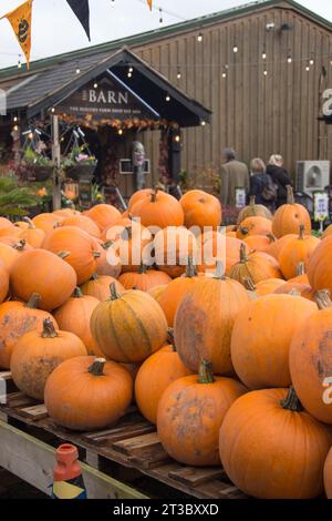 Les gens entrent dans la grange à la boutique de la ferme Hollies dans le Cheshire au milieu d'une fabuleuse exposition de citrouilles Banque D'Images