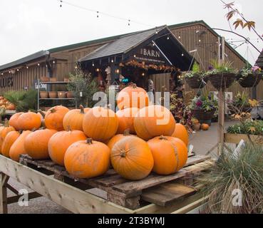 Grande récolte de citrouilles empilées à l'extérieur de la grange à la boutique Hollies Farm dans le Cheshire Banque D'Images