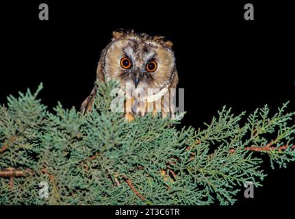 Le hibou aux oreilles longues (ASIO otus بومة أذناء ), également connu sous le nom de hibou aux oreilles longues du nord ou, plus informellement, de hibou à cornes ou de chat, est un M. Banque D'Images