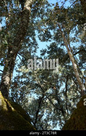 Quercus suber, communément appelé chêne-liège, est un chêne à feuilles persistantes de taille moyenne dans la section Quercus sect. Cerris. C'est la principale source de CO Banque D'Images