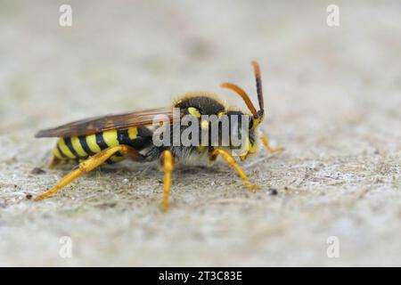 Gros plan sur un mâle de l'abeille nomade noire et jaune de Gooden, Nomada goodeniana Banque D'Images