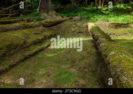 Maison fosse et poutres de soutènement de toit d'une vieille maison longue dans le site de l'ancien village de K'uuna Linagaay, aka Skedans, sur Louise Island, aka K'uuna Gwaay y Banque D'Images