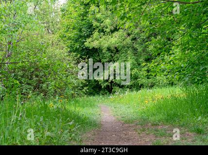 Sentier dans une forêt dense par une journée ensoleillée. Chemin à travers la forêt dense. Banque D'Images