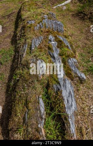 Totem tombé montrant des traces de vieilles sculptures sur le site de l'ancien village de K'uuna Linagaay, alias Skedans, sur l'île Louise, alias K'uuna Gwaay yaa Banque D'Images