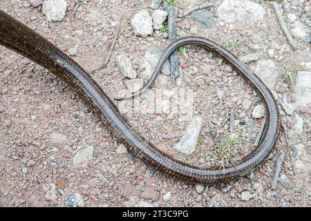 Queue de lézard européen sans pattes, Pseudopus apodus apodus, Sheltopusik. C'est un reptile non venimeux qui ressemble à un serpent. Pêché en Arménie Banque D'Images