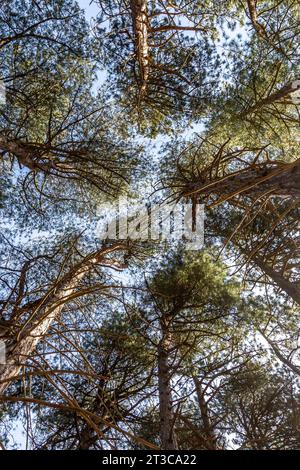 Regardant vers le haut à travers des pins, dans les bois à Formby Banque D'Images