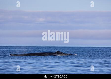 Rorqual à bosse, Megaptera novaeangliae, surfaçant et jaillissant dans les eaux au large de Haida Gwaii, Colombie-Britannique, Canada Banque D'Images