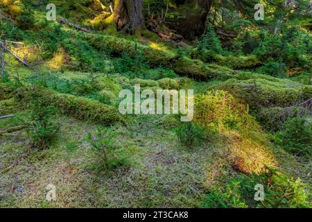 Épinette de Sitka, Picea stichensis, abondamment brisée par des cerfs introduits dans la forêt tropicale à Haida Gwaii, Colombie-Britannique, Canada Banque D'Images