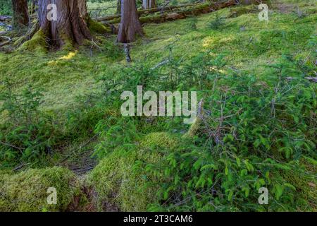 Épinette de Sitka, Picea stichensis, abondamment brisée par des cerfs introduits dans la forêt tropicale à Haida Gwaii, Colombie-Britannique, Canada Banque D'Images