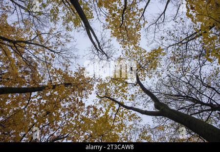 Automne doré : branche d'arbre ensoleillée dans ciel clair. Tomber le feuillage sous la lumière du soleil dans une forêt. Banque D'Images