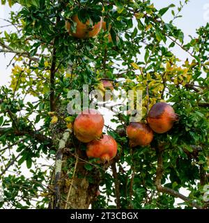 Fruit rouge sur un arbre de grenade antique. Dans de nombreuses cultures, la grenade est un symbole de prospérité et de fertilité, dans la culture juive, elle est un O. Banque D'Images