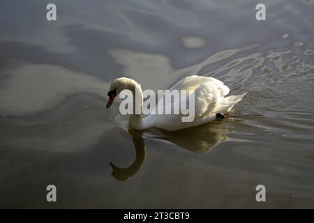 Un cygne sur Tilgate Lake West Sussex Banque D'Images