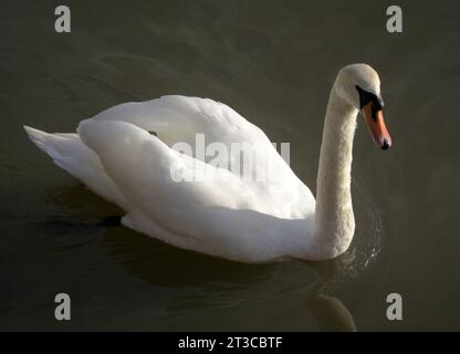 Un cygne sur Tilgate Lake West Sussex Banque D'Images