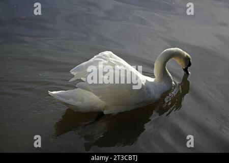 Un cygne sur Tilgate Lake West Sussex Banque D'Images