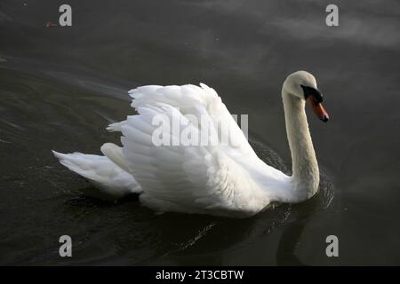 Un cygne sur Tilgate Lake West Sussex Banque D'Images