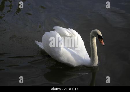 Un cygne sur Tilgate Lake West Sussex Banque D'Images