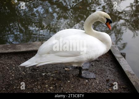 Un cygne sur Tilgate Lake West Sussex Banque D'Images