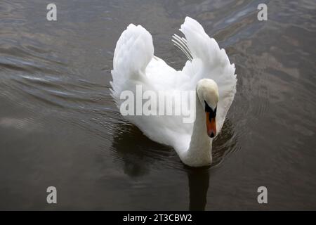 Un cygne sur Tilgate Lake West Sussex Banque D'Images