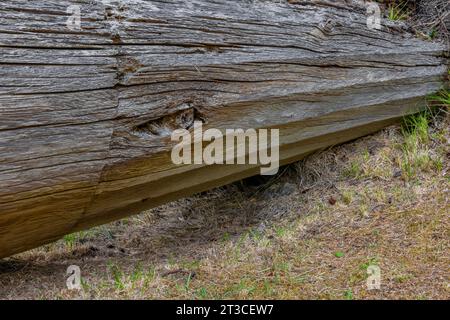 Totem tombé montrant l'influence européenne sous la forme de colonnes doriques dans l'ancien site du village de K'uuna Linagaay, alias Skedans, sur l'île Louise, alaska Banque D'Images