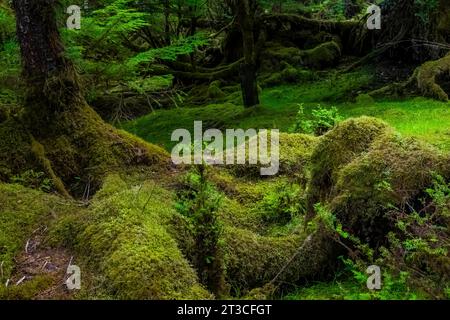 Forêt tropicale luxuriante à Rose Harbour, réserve de parc national Gwaii Haanas, Haida Gwaii, Colombie-Britannique, Canada Banque D'Images