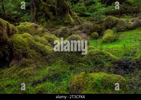 Forêt tropicale luxuriante à Rose Harbour, réserve de parc national Gwaii Haanas, Haida Gwaii, Colombie-Britannique, Canada Banque D'Images